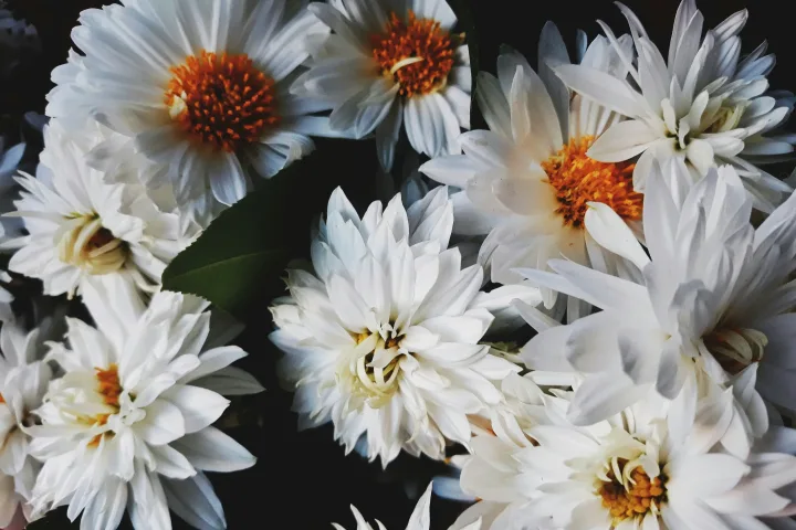 Arrangement of daisies