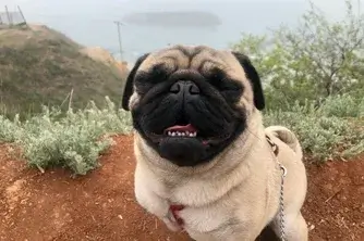 Pug standing on a cliff with sea and fog in background